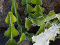 Euphorbia grandialata IMG_2788 